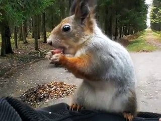 Злонравная белка))