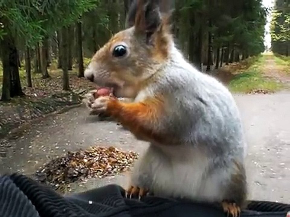 Злонравная белка))