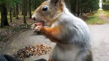 Злонравная белка))