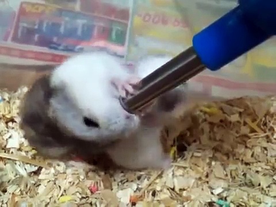 【ハムスター同士の喧嘩】水が飲みたい・・・！