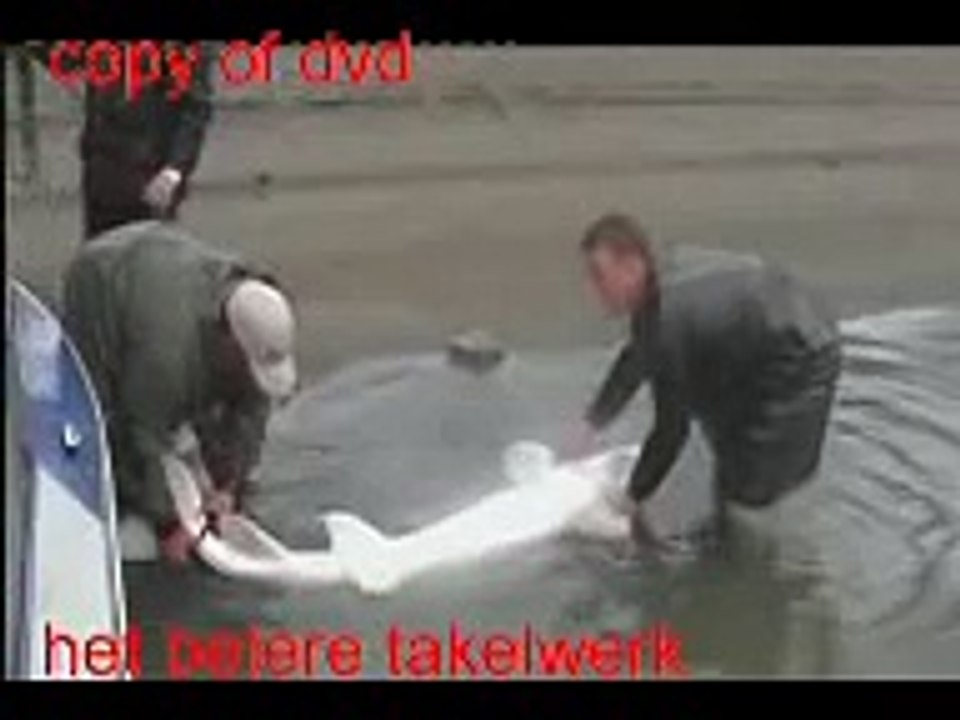 steur vissen 242 cm springt uit het water