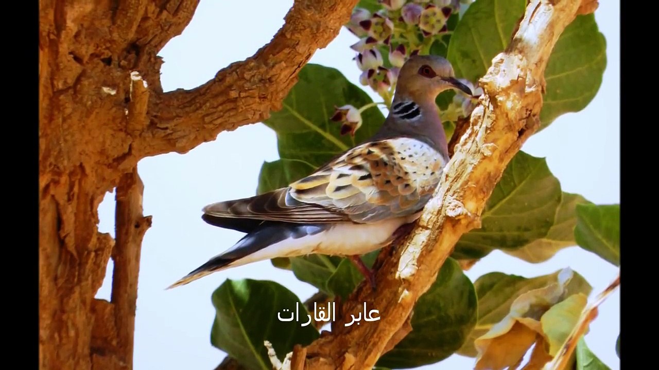 رمي القميري والصفاري والقطا 2013 من عابر القارات