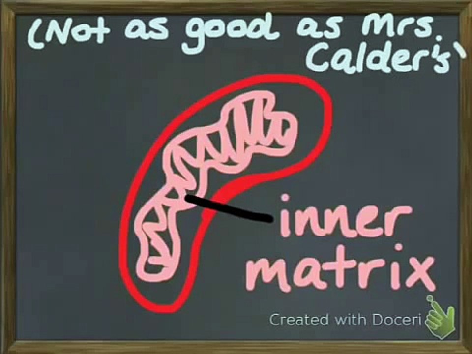 Cellular Respiration for Dummies