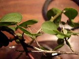 Baby Praying Mantises - Montage