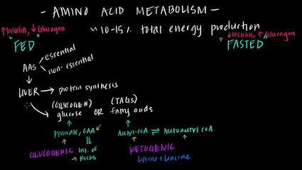 Overview of Amino Acid Metabolism