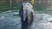 Une énorme baleine demande à un pêcheur de lui enlever le sac en plastique qui est coincé dans sa bouche