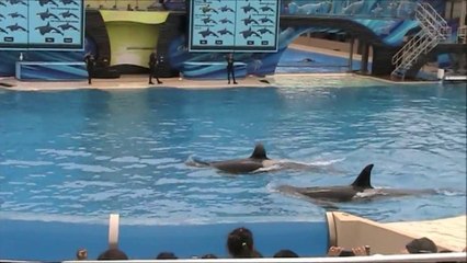 Amazing killer whales - Sea World, San Diego - U.S.A.