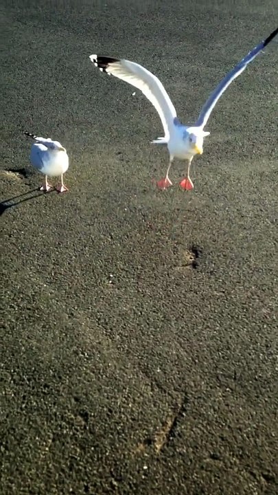 Une mouette apprend à danser... Magique