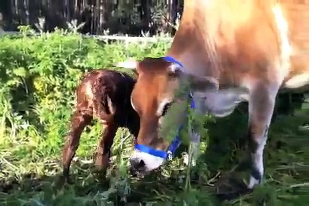 Cow giving birth - Pie Ranch