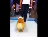 Corgi dog dancing with baby so funny !!!