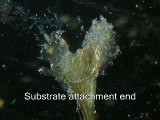 Mussel Bysuss microscope examination ムラサキ貝のアンカー糸