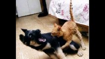 Kedi köpeğe saldırdı, Mahalle Karıştı ... Bunların İçine Şeytan Kaçmış