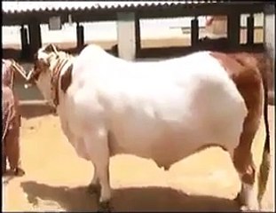 New Karachi Cattle Farm