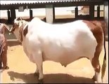 New Karachi Cattle Farm