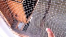 No Waste Chicken Feeder Diy 100 Efficient Video Dailymotion