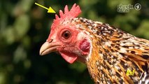 Warum haben Hühner so einen Lappen unter dem Kinn? | Wissen macht Ah! | DAS ERSTE | WDR
