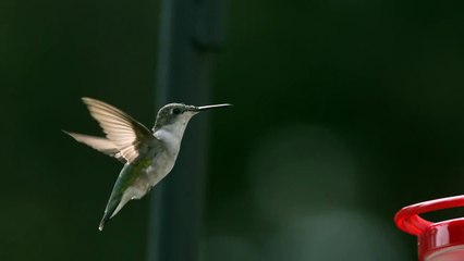 Super Slow Motion Hummingbird HD Flight Video Hovering at Bird Feeder Slow Mo Wing Speed Video View