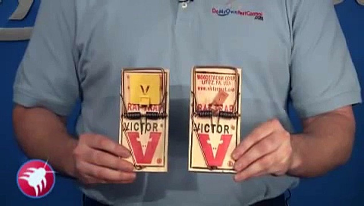 How to Set a Victor Professional Rat Trap