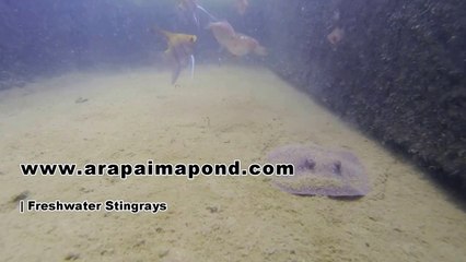 Freshwater Stingrays (Potamotrygon motoro) in Natural Biotope pond