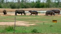 فرس النهر vs وحيد القرن