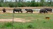 فرس النهر vs وحيد القرن