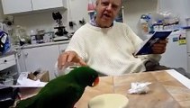 Eclectus Parrot with Sophisticated Palate
