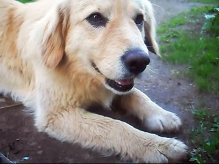 Ak tu mazais suncīti! Parodija!