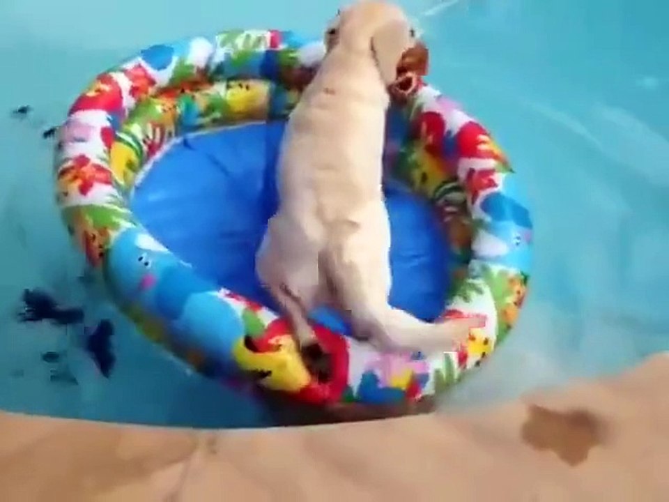 Un chien relax