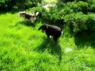 Rujo Standard poodle puppy phantom