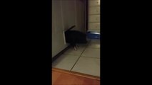 Mini cochon en panique coincé dans la trappe du chien