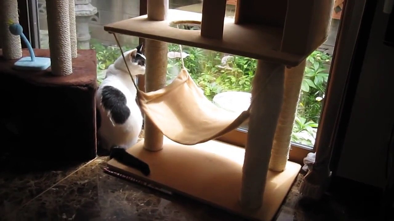 「たま」の毎日の日課、「あまちゃん」のテーマ曲と猫の「狩り」　Japanese cat 「Ｔama」,go hunting