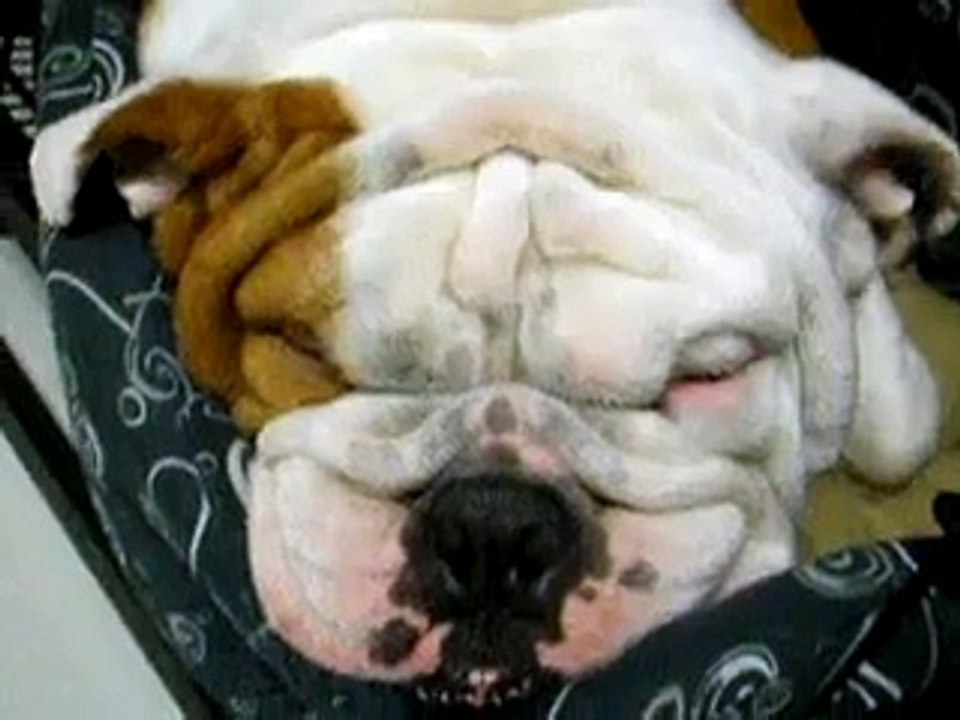 打呼的鬥牛犬