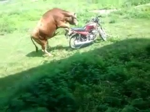 Bull rides a bike like a motorcycle racer champion!