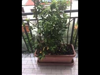 MeteoReporter Vigevano 16/06/2015