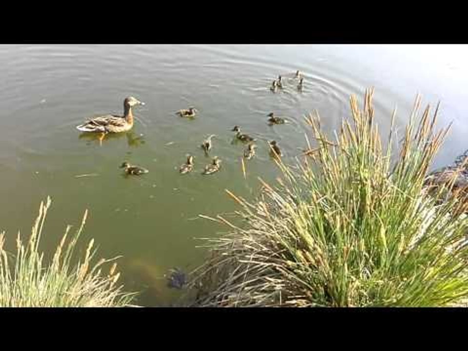 i germani al lago