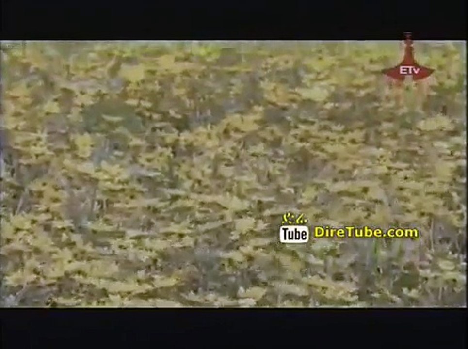 Dawit Alemayehu Eyoha Abebaye - [New Video Clip]