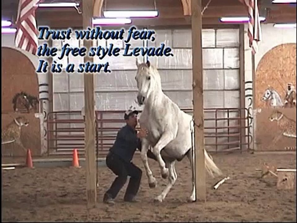 Dressage, Liberty Levade.