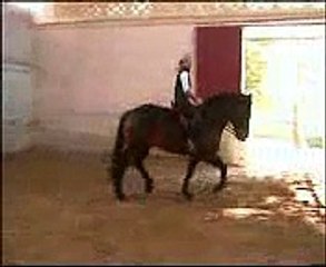 dressage cob normand noumea7