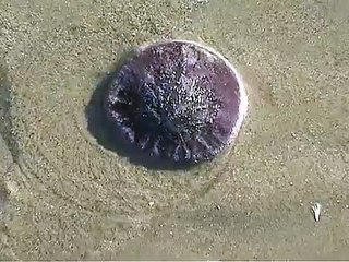 Time Lapse of a Sand Dollar at Pismo Beach California