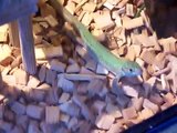 green lizard lacerta viridis takes a drink