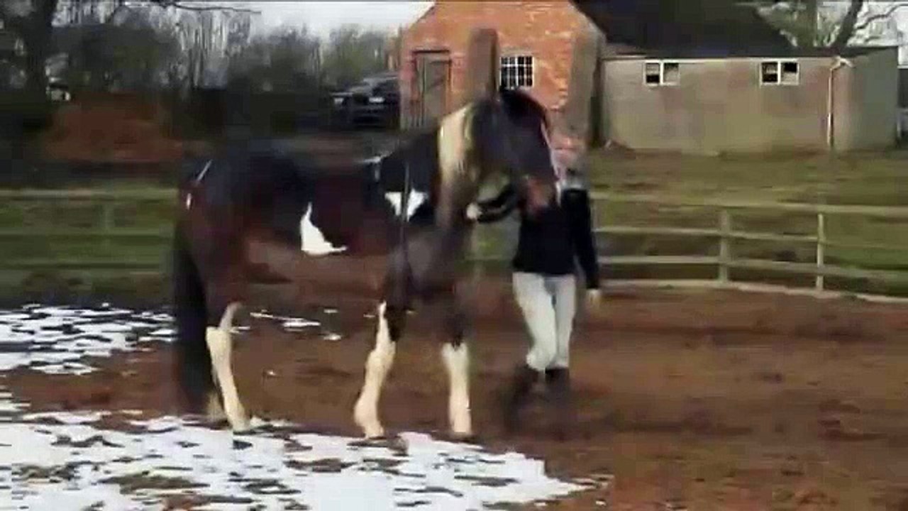 Teach your horse some tricks!   TRAILER