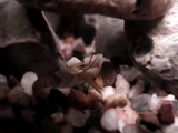baby crayfish builds house with big mama near