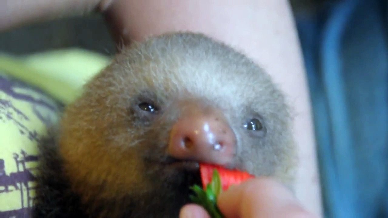 Baby sloth eats flowers / Bébé paresseux mange des fleurs