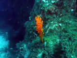 scuba diving Tripiti Emporios - Kalymnos island Greece