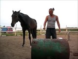 Belent, 5 year old Akhal Teke stallion   first steps together))