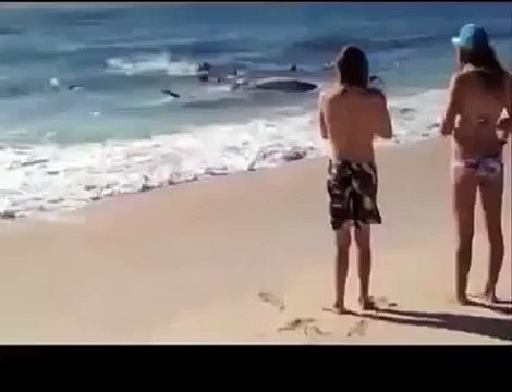 Amazing Shark Attack on Giant Whale, Hundreds of Sharks, Wild Animal Attacks