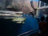 Funny Seal Displaying Water Tricks