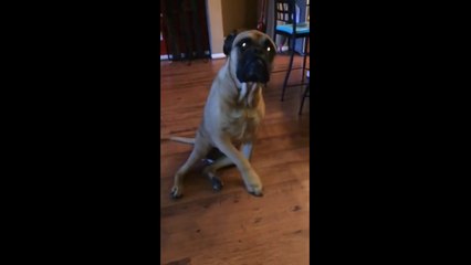 Un chien balance son ami (vostfr)