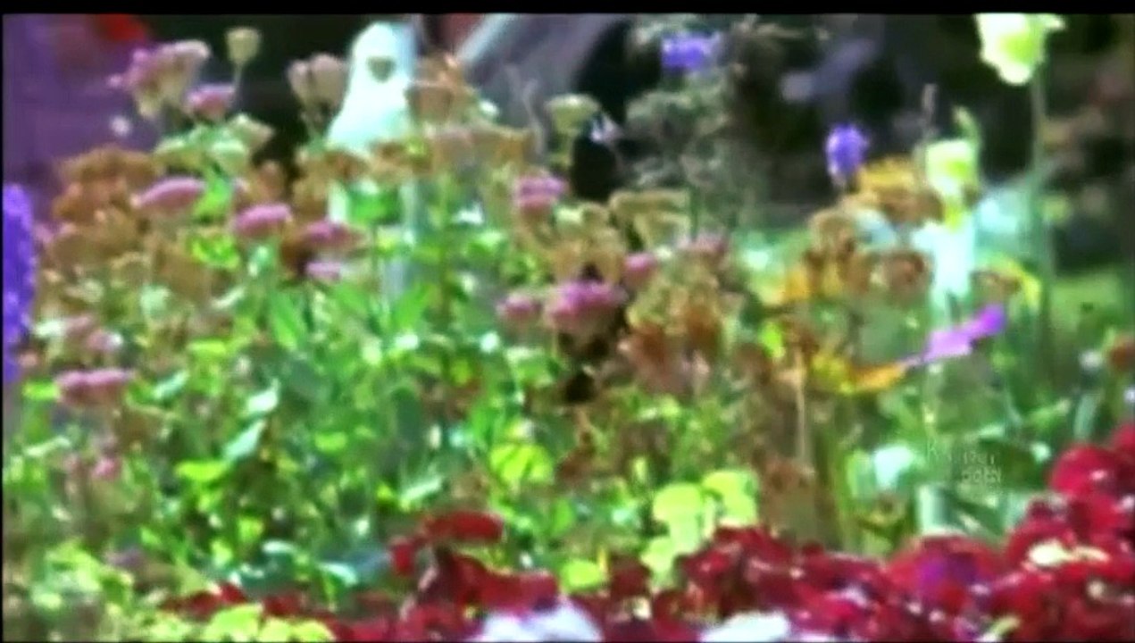 Solaigal Ellaam - Suresh, Nadhiya - Pookalai Pareekatheergal - Tamil Romantic Song