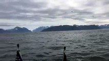 Des pêcheurs se retrouvent au milieu de dizaines de baleines à bosse en Alaska